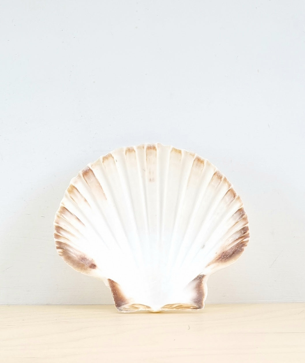English scallop shell – Wickle