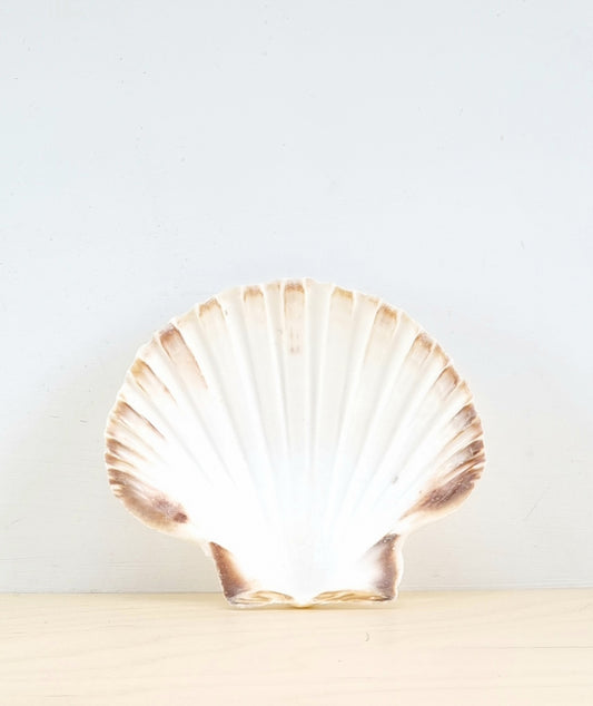 English scallop shell