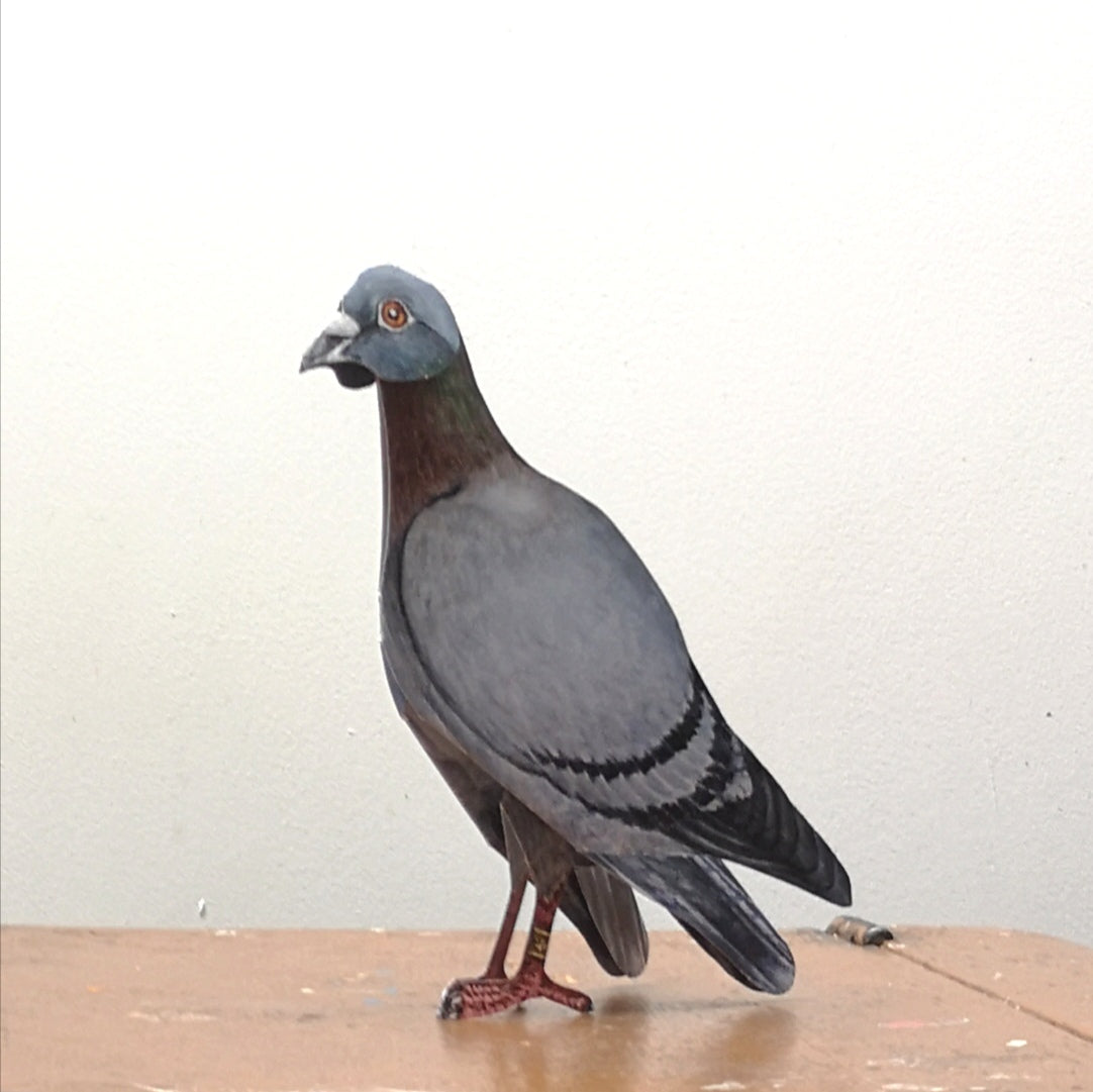 Pigeon card